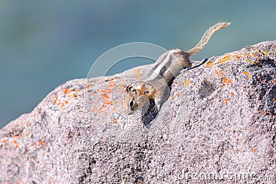 Least Chipmunk Tamias minimus Stock Photo