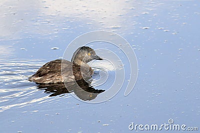 Least Grebe Tachybaptus dominicus swimming in a lake Stock Photo