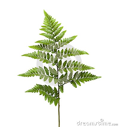 Leather leaf fern Stock Photo