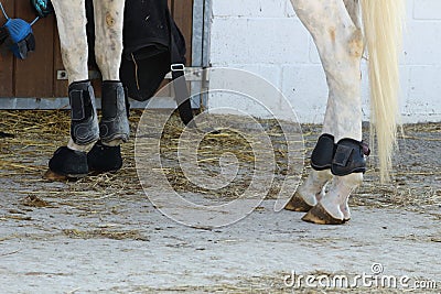 leather protections for legs and balls of anterior and posterior horses put in place angle of view on the side Stock Photo