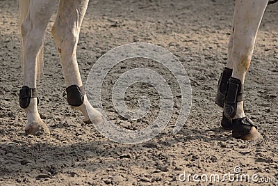 Leather protections for legs and balls of anterior and posterior horses set up with hoof bell Stock Photo