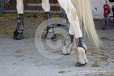 Leather protections for legs and balls of anterior and posterior horses set up with hoof bell angle of view of rear Stock Photo