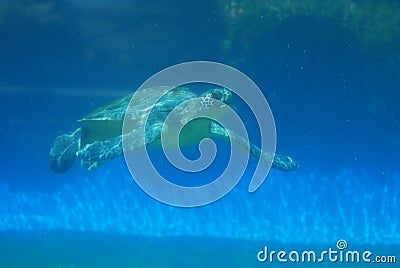Leatherback Sea Turtle Underwater Stock Photo