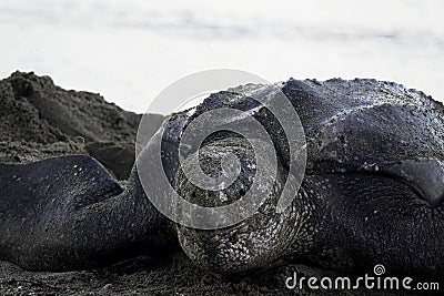Leatherback turtle close-up at Grande Riviere beach in Trinidad and Tobago at sunrise Stock Photo