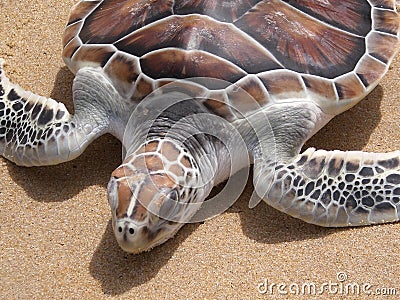 Leatherback turtle on Phuket beach Stock Photo