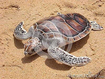 Leatherback turtle on Phuket beach Stock Photo