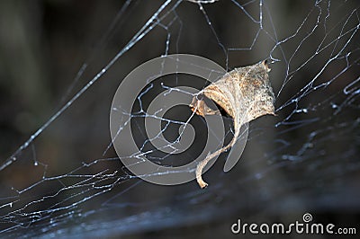 Leave and web Stock Photo