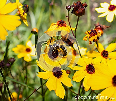 Leavenworth tickseed - Coreopsis leavenworthii - Florida State wild flower, tickseed, bright yellow petals with a wasp Stock Photo