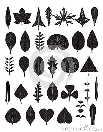 Leaves Vector Illustration
