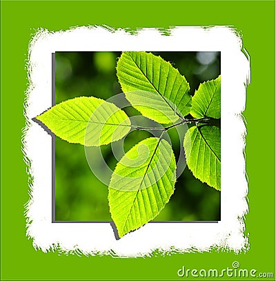 Leaves on Stock Photo