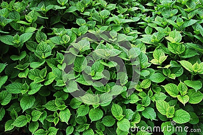 Leaves Stock Photo