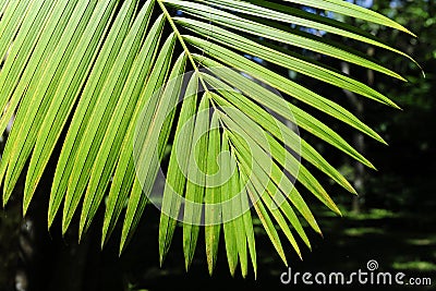 Leaves of the acai palm Stock Photo