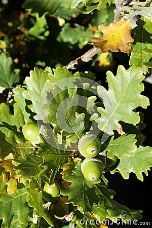 Leaves and acorns of pubescent oak Stock Photo