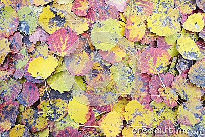 Leaves of alder Stock Photo