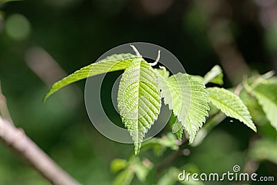 Leaves of an American elm, Ulmus americana Stock Photo
