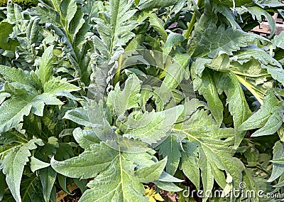 Leaves of an artichocke thistle Stock Photo