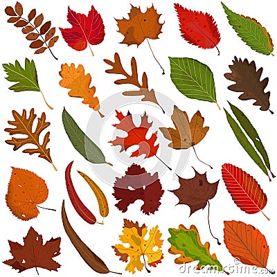 Hand drawn Autumn leaf, colorful illustration vector of orange red green leaves doodle elements Cartoon Illustration