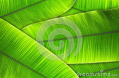 Leaves of the banana tree Textured abstract background Stock Photo