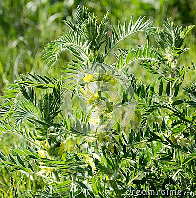 Leaves are beautiful in nature Stock Photo