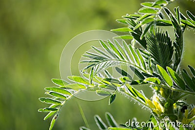 Leaves are beautiful in nature Stock Photo