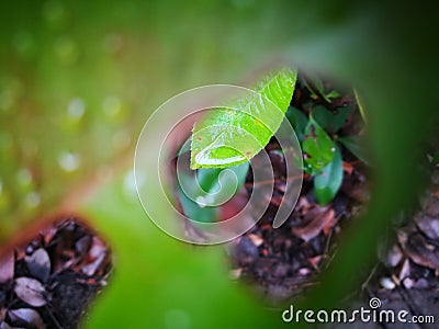 The leaves being ate by insect Stock Photo