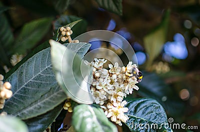 Leaves and flowers of nespolo giapponese Eriobotrya japonica Stock Photo