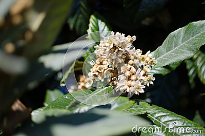 Leaves and flowers of nespolo giapponese Eriobotrya japonica Stock Photo