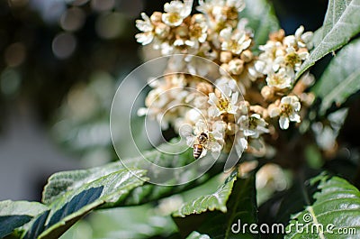 Leaves and flowers of nespolo giapponese Eriobotrya japonica Stock Photo