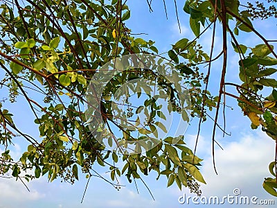 leaves and blue sky on a sunny day Stock Photo