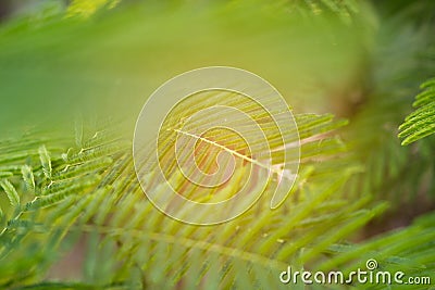 The leaves of the blurred background of the leaves. Stock Photo