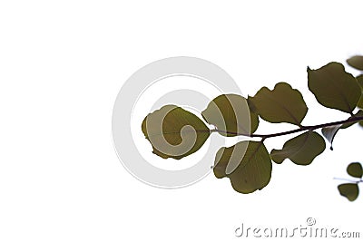 Leaves on bough Stock Photo