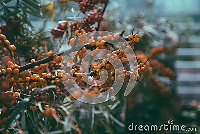 Leaves, branches and berries of sea buckthorn Stock Photo