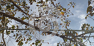 Leaves and branches of Croton macrostachyus.The seeds are often damaged by insects while still on the tree. Stock Photo