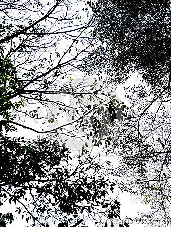 Leaves and branches Stock Photo