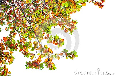 Leaves and branches of the Malabar tree on white Stock Photo