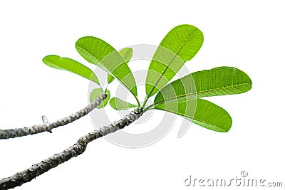 Leaves and branches on a white background Stock Photo