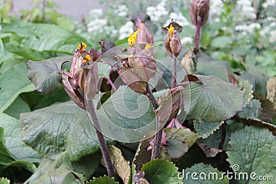 Leaves and buds of summer ragwort or leopardplant or Ligularia in garden Stock Photo