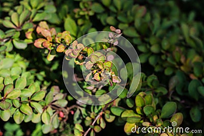 Leaves on bush close by in autumn fall day, green background soft focus Stock Photo