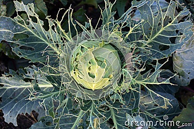 Leaves of cabbage eaten by slugs Deroceras sturangi, parasite spoils harvest. Harvest destruction by cabbage worm Stock Photo