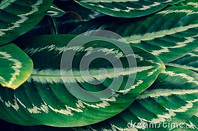 Leaves Calathea ornata pin stripe background blue Stock Photo