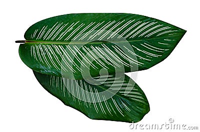 Leaves Calathea ornata pin stripe background White Isolate Stock Photo