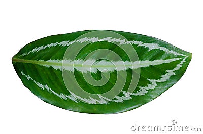 Leaves Calathea ornata pin stripe background White Isolate Stock Photo