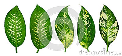 Leaves Calathea ornata pin stripe background White Isolate Stock Photo