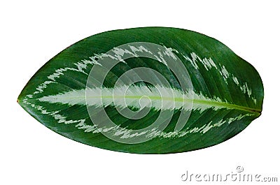 Leaves Calathea ornata pin stripe background White Isolate Stock Photo