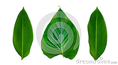 Leaves Calathea ornata pin stripe background White Isolate Stock Photo