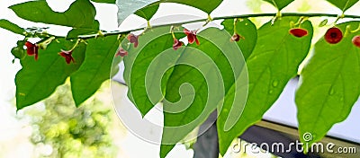 The leaves are called sweet grafts and are fresh green in color Stock Photo