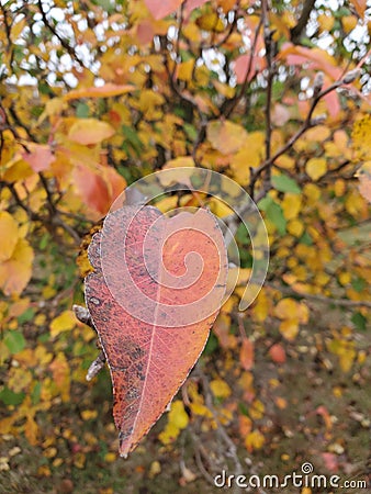 The leaves changing color in the autumn season. Stock Photo