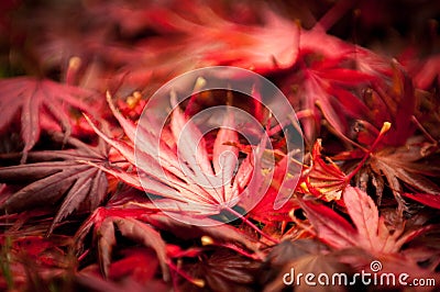 Leaves Changing Color In The Fall Stock Photo