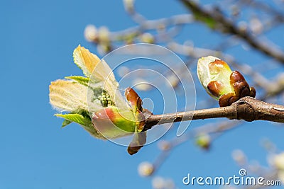 Leaves of chestnut that blossom under the blue sky Stock Photo