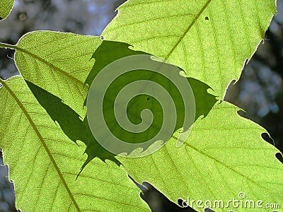 Leaves of a chestnut tree Stock Photo